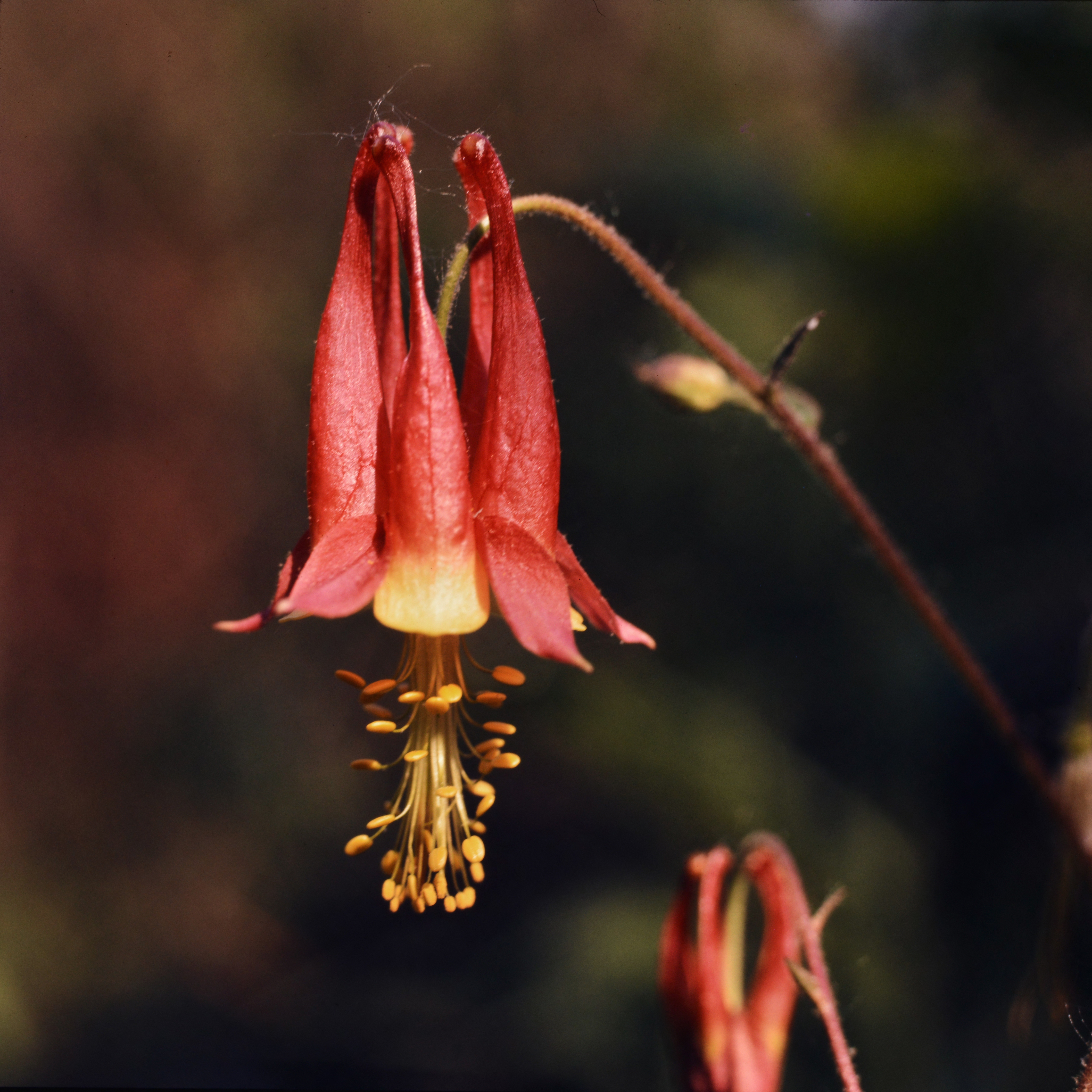 columbine